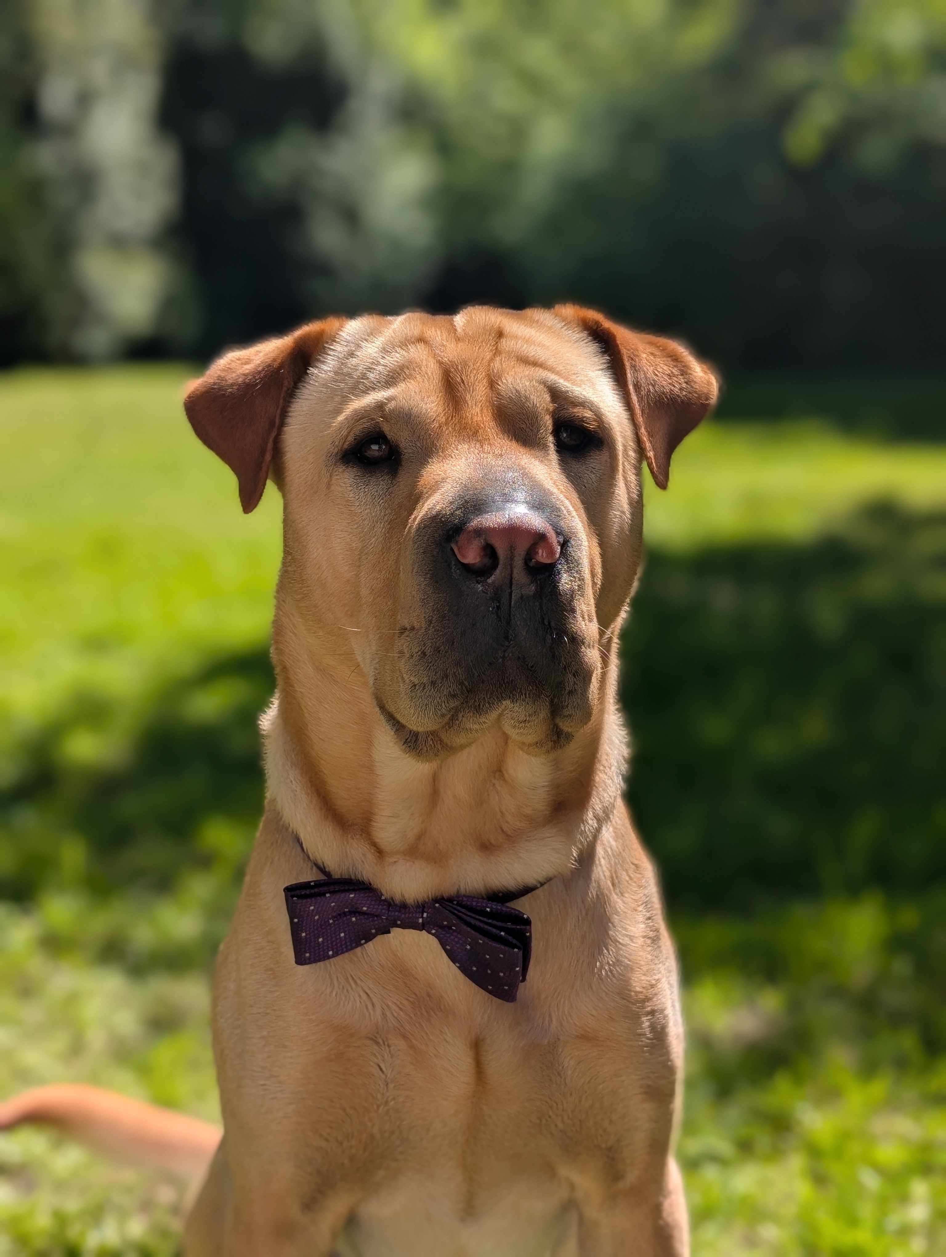 Rudi